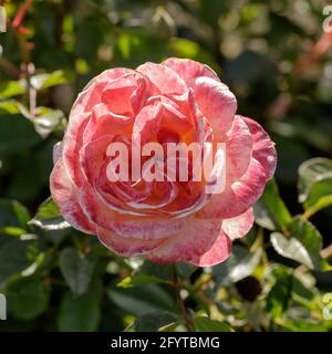 'Jump for Joy' Floribunda Rose Flower in Bloom. San Jose Municipal Rose Garden, California, Stati Uniti. Foto Stock