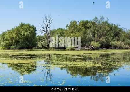 Danube River Delta, bellissimo paesaggio, uno dei canali locali nei pressi di Tulcea, Romania, Dobrogea, Riserva della Biosfera dall'UNESCO Foto Stock