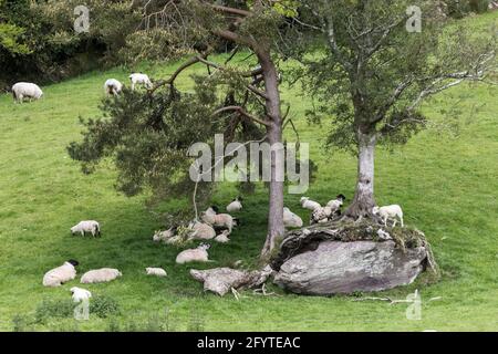 Glengarriff, Cork, Irlanda. 29 maggio 2021. Le pecore riposano all'ombra di un albero in una giornata di sole vicino a Glengarriff, Co. Cork, Irlanda. - immagine; David Creedon / Anzenberger Foto Stock