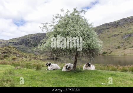 Gougane barra, Cork, Irlanda. 29 maggio 2021. Le pecore riposano sotto un albero sul lungolago a Gougane barra, Co. Cork, Irlanda. - immagine; David Creedon / Anzenberger Foto Stock