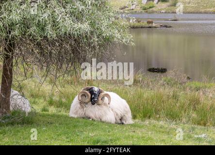 Gougane barra, Cork, Irlanda. 29 maggio 2021. Le pecore riposano sotto un albero sul lungolago a Gougane barra, Co. Cork, Irlanda. - immagine; David Creedon / Anzenberger Foto Stock