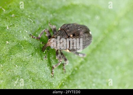 Poppy radice weevil (Stenocarus ruficornis) - uno dei parassiti più significativi del papavero dell'oppio (papaver somniferum). Beetle sulla foglia . Foto Stock