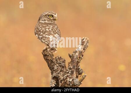 Piccolo gufo al suo persico preferito in una foresta di querce con le ultime luci del giorno Foto Stock