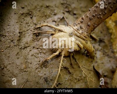 Piante tropicali radici closeup sparato intorno terra di suolo nero presentato con piccola pietra. Foto Stock