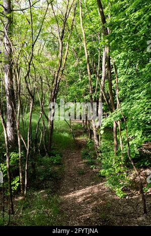 Sentiero escursionistico nella foresta di Delibatska Pescara Foto Stock