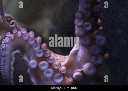 Il polpo underwater close up Verticale dettaglio Foto Stock
