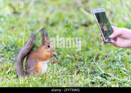 persone che scattano foto di pipistrelli rossi nel parco Foto Stock