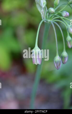 Weeping sicilian Honey Lily Inghilterra UK, puramente bello e tranquillo spazio floreale Foto Stock