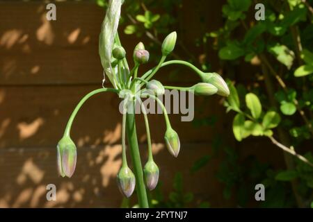 Sunbeam sicilian Honey Lily, spazio floreale puramente bello e tranquillo Foto Stock