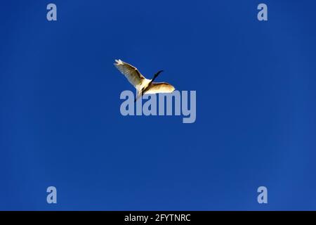 Ibise a testa nera (Threskiornis melanocephalus), in volo. Sri Lanka Foto Stock