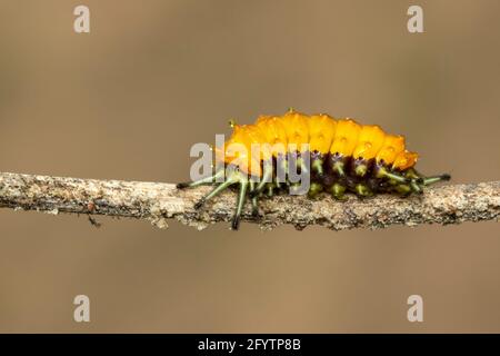 Immagine di un bruco ambra sul ramo marrone. Insetto. Animale. Foto Stock