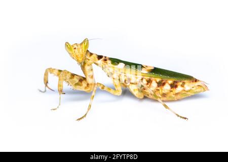 Immagine di mantis di fiore (gemmatus di Creobroter) su sfondo bianco. Insetto. Animale. Foto Stock