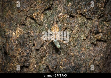 Immagine di Spider a due code (Hersilia sp.) mangiare l'esca sull'albero. Insetto. Animale Foto Stock