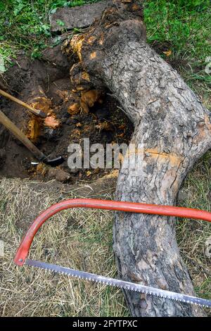 Sradicare vecchio albero di frutta secca in giardino. L'albero di mele caduto si trova accanto al buco. AX, pala e sega sono gli strumenti principali utilizzati per lo sradicamento. Foto Stock