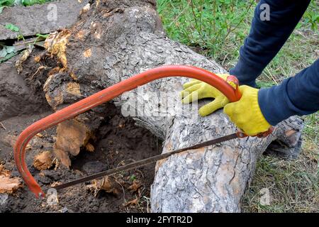 Il giardiniere maschile seghe tronco di un vecchio albero di frutta secca sradicato in giardino. Ristrutturazione del vecchio giardino. Primo piano. Messa a fuoco selettiva. Foto Stock