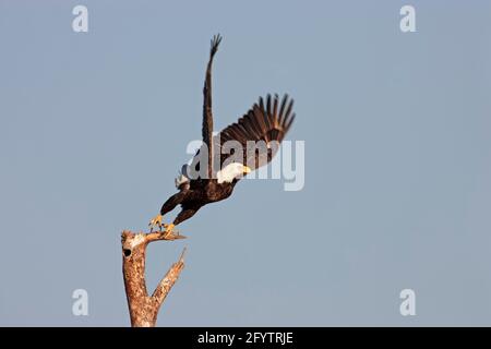 Aquila calva che decolli dal persico (Haliaeetus leucofalo) Viera Wetlands, florida, USA BI001195 Foto Stock