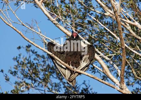 Tacchino Vulture si riscalda al mattino Sunshine (Cathartes aura) Cypress Lake, florida, USA BI001792 Foto Stock