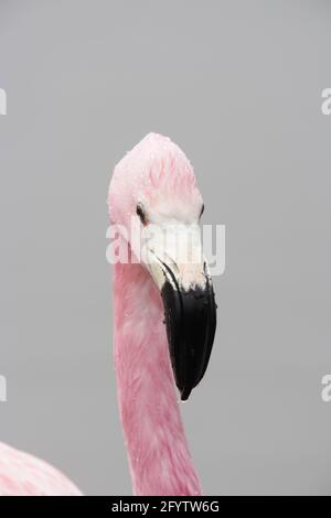 Andean Flamingo - Head Shot Fenicotterus andinus UK BI013025 Foto Stock