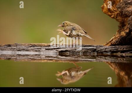 Tree Pipit - Preening a piscina forestale Anthus trivialis Ungheria BI016522 Foto Stock