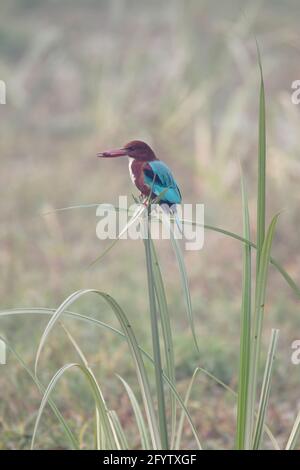 Kingfisher dalla gola bianca - arroccato su Papiro con preda Halcyon smyrnensis Keoladeo Ghana Parco Nazionale Bharatpur Rajasthan India BI018119 Foto Stock