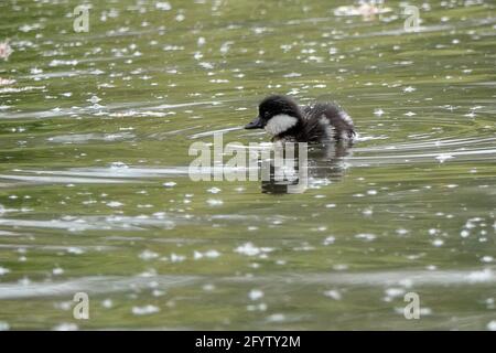 Portsmouth Road, Godalming. 30 maggio 2021. Intervalli di sole in tutte le contee di casa questa mattina. Anatroccoli tufted presso la Secret's Farm di Godalming in Surrey. Credit: james jagger/Alamy Live News Foto Stock