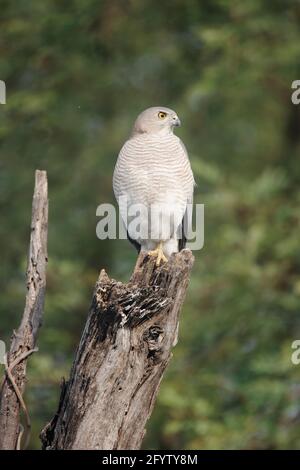 Shikra Accipiter badius Keoladeo Ghana Parco Nazionale Bharatpur Rajasthan India BI018285 Foto Stock