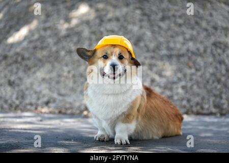 carino costruzione cani corgi in un elmetto giallo si siede sul sito di riparazione sullo sfondo di una pila di macerie Foto Stock