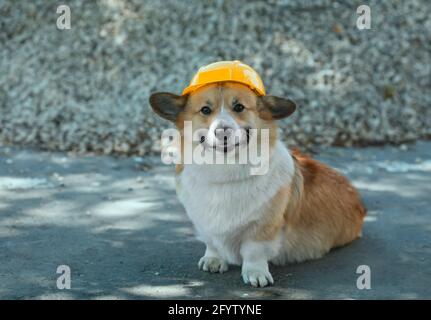 carino costruzione cani corgi in un elmetto giallo si siede sul sito di riparazione sullo sfondo di una pila di macerie e sorrisi Foto Stock