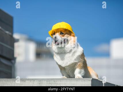 carino cane di costruzione dei corpi in elmetto giallo si siede sopra il sito di riparazione sullo sfondo degli edifici e blu cielo Foto Stock