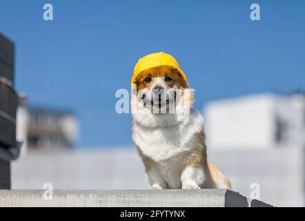 carino cane di costruzione dei corpi in elmetto giallo si siede sopra il sito di riparazione sullo sfondo degli edifici e blu cielo Foto Stock