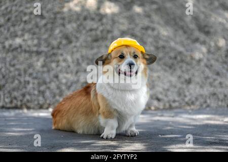 carino costruzione cani corgi in un elmetto giallo si siede sul sito di riparazione sullo sfondo di una pila di macerie e sorrisi Foto Stock