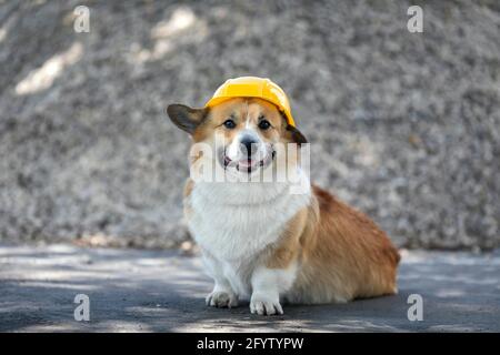 carino costruzione cani corgi in un elmetto giallo si siede sul sito di riparazione sullo sfondo di una pila di macerie Foto Stock