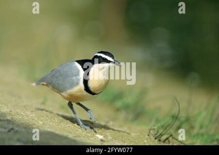 Egyptian Plover Norfolk, Regno Unito BI019566 Foto Stock