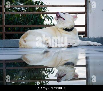 Un colpo di un cane bianco con immagine speculare sull'acqua. Foto Stock