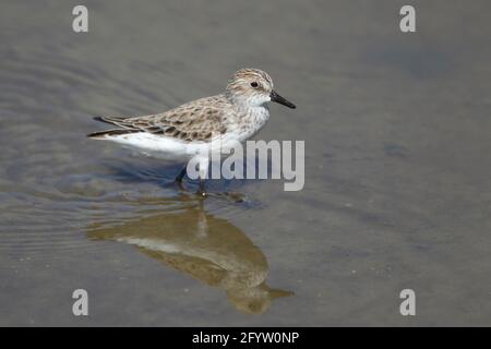 Western Sandpiper Calidris mauri South Padre Island Texas, USA BI023429 Foto Stock