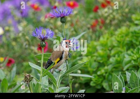 Goldfinch - alimentazione su semi di fiori da giardino Carduelis Carduelis Essex, UK BI025849 Foto Stock