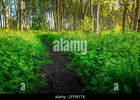 Un sentiero si percorre attraverso una lussureggiante sottobosco in una piccola area boschiva illuminata dal sole Foto Stock