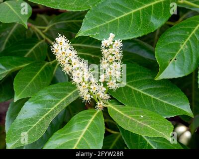 Fiori bianchi e foglie verdi su un cespuglio di alloro Foto Stock