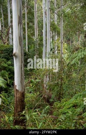 Denso e verde sottobosco di pianura subtropicale foresta pluviale con corteccia d'argento di tronchi di gomma-albero. Giornata invernale opaca, Tamborine Mountain, Australia. Foto Stock