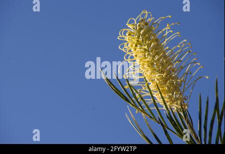 Testa singola con fiore bianco crema di Grevillea "Moonlight" in contrasto con il cielo blu chiaro. Giardino, inverno, Queensland, Australia. Spazio di copia. Foto Stock