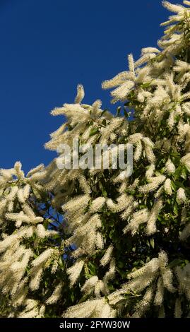 Fiori di avorio australiano arriccia albero (buckinghamia celsissima) contro il cielo blu. Bianco che soffia in un giardino, Queensland, Australia. Spazio di copia Foto Stock