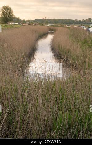 Una vista di una diga con canne norfolk su entrambi i lati Che conduce al fiume ANT con noleggio barche legate in distanza Foto Stock