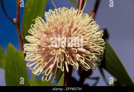 Fiore sferico rosa e bianco di arbusto hakea nativo australiano (hakea laurina). Giardino sulla montagna Tamborine, Australia, in estate. Foto Stock