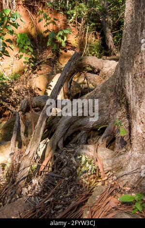 Base dell'albero di Eucalipto con radici esposte dopo che il terreno è stato eroso durante il tempo umido. Foresta pluviale subtropicale, Tamborine Mountain, Australia. Foto Stock