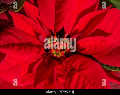 Poinsettia rosso brillante, Euphorbia pulcherrima, che cresce fuori nel giardino australiano nel Queensland. Decorazioni natalizie tradizionali. Foto Stock