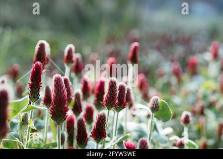 Trifoglio cremisi fiorente (trifolium incarnatum) come raccolto di copertura e concime verde. Foto Stock