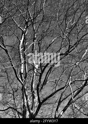 Albero senza frondosi - uno studio in luce e ombra Foto Stock