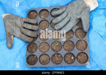 I guanti delle mani rimossi dopo aver riempito il vassoio di germinazione suolo vassoi per vivai riempiti per la coltivazione di semi Foto Stock