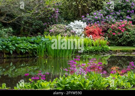 Fiori colorati, alberi e arbusti circondano il lago presso il John Lewis Longstock Park Water Garden sulla Leckford Estate, Stockbridge, Hampshire UK Foto Stock