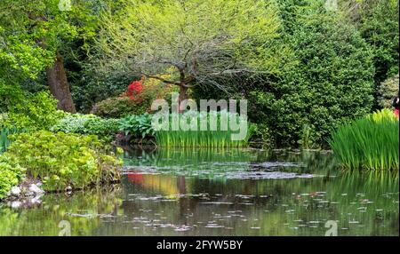 Fiori colorati, alberi e arbusti circondano il lago presso il John Lewis Longstock Park Water Garden sulla Leckford Estate, Stockbridge, Hampshire UK Foto Stock